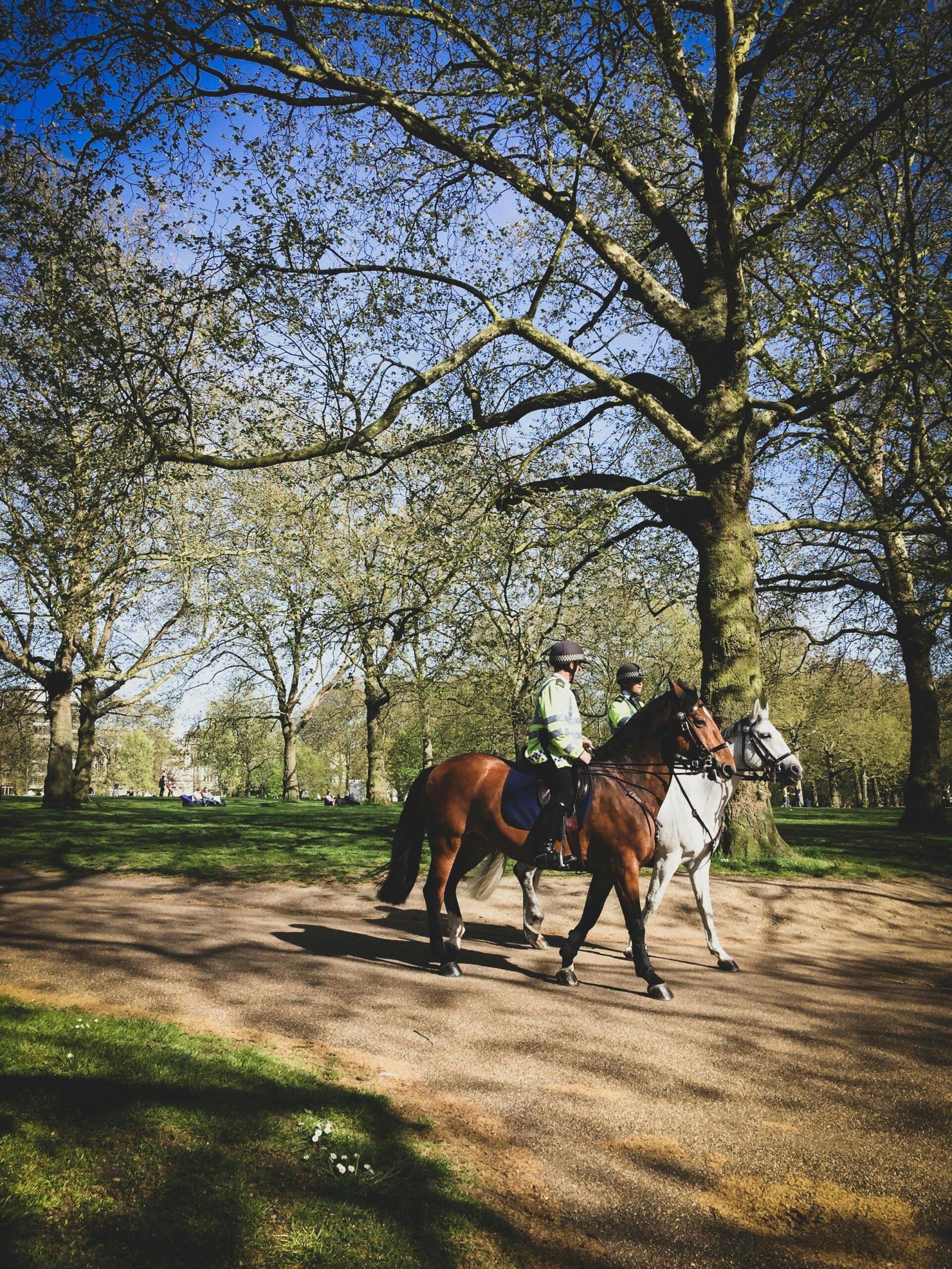 Unveiling the Equestrian Dream: Exploring the Allure of Horseback Riding